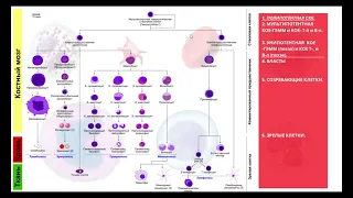 ГЕМОПОЭЗ. КРОВЕТВОРЕНИЕ.