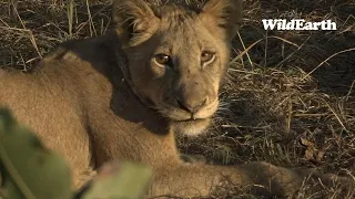 WildEarth - Sunrise Safari - 25 June 2023