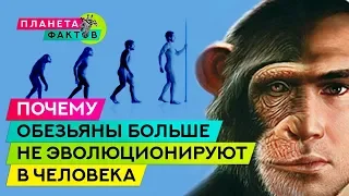 Почему обезьяны больше не эволюционируют в человека?