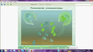 Размножение хламидомонады. Подготовка к ЕГЭ/ОГЭ. Биология.