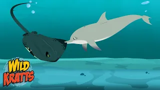 Stingray Vs Dolphin | Epic Creature Battle | Wild Kratts
