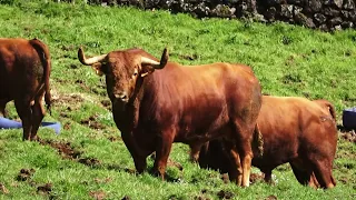 JG - Best Bulls - Curro Sanjoaninas 2022 - Ilha Terceira - Açores