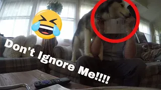 What happens if you ignore a husky during election time?