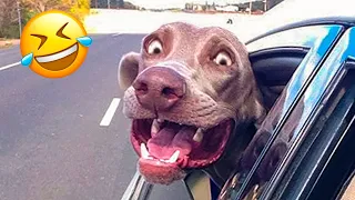 Funniest Animal Videos ðŸ˜‚ - Funny Cats invited to the Dog Party #4