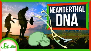 How Neanderthals Ended Up With Human Chromosomes