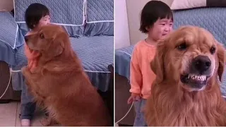 Dog Protects Little Girl From Being Scolded by Her Mother