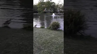 Nilgans möchte immer wieder die Entenküken töten Ebertpark Ludwigshafen am Rhein