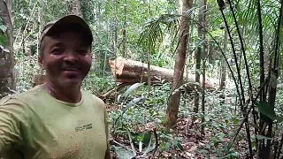 derrubando um louro pra fazer uma canoa.