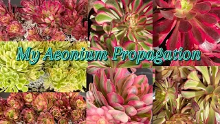 My Aeonium Propagation