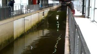 Amazing laboratory wave break at Large wave flume -FZK-Hannover-Germany