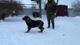 Karola STASI, DDR GSD Female, 5 moths old