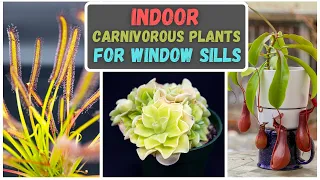 Best Carnivorous Plants To Grow Indoors On A Window Sill For Beginners + Care Tips - Updated (2023)