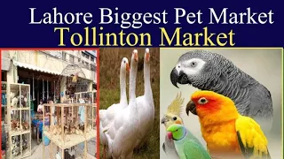 Cat's And Dog's For SALE In Lahore | Tollinton Market | 2022 Prices | ٹولنٹن مارکیٹ |