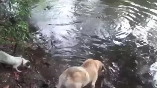 Brave Dog Vs Crocodile On The River Bank   Crocodile Attack Animals  dogs