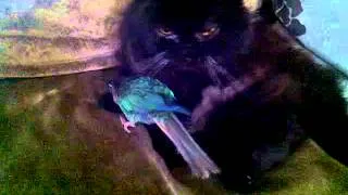 conure blue and cat dodie ;) xx