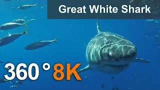 360°, Diving with great white shark, 8K underwater video