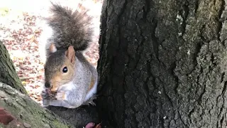 Funny squirrels love to play and eat peanuts 💗  (2)