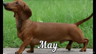 Your birthday month your dog part 2