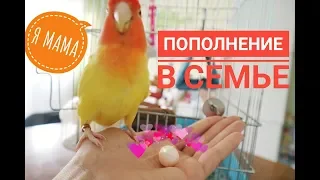 САМКА НЕРАЗЛУЧНИК СНЕСЛА ЯЙЦО НА ДНО КЛЕТКИ