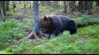 Medvedí strom - Medveď hnedý ( Ursus arctos) . Volovské vrchy - Volovec mountains.
