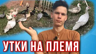 ✅КАК ВЫБРАТЬ ИНДОУТОК НА ПЛЕМЯ ? Мускусные утки на племя