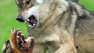 wolf against a dog | Волк победил собаку