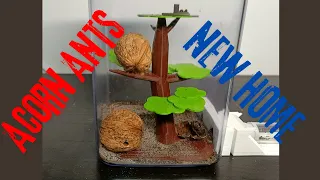 Giving our Acorn ants a new home! Temnothorax Nyrlanderi Part 2