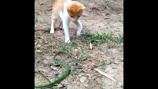 This Is Why Snakes Lose To Cats In Every Fight?