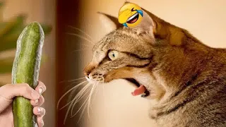 😆 IMPOSSIBLE TRY NOT TO LAUGH 🐱 Funny Cats Moments 🐶