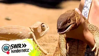 Reptilien: Wer ist der nächtliche Besucher? | OLI's Wilde Welt | SWR Kindernetz