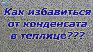 ЗАМУЧИЛ КОНДЕНСАТ В ТЕПЛИЦЕ? ОТЛИЧНЫЙ СПОСОБ ОТ НЕГО ИЗБАВИТЬСЯ!!!