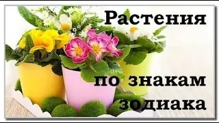 Какие комнатные цветы подходят по знаку ЗОДИАКА? / Галерея Цветов / Flower Gallery