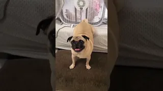 Dog Farts into Fan Prank 🐕💨🤮