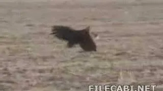 Eagle caught a DEER