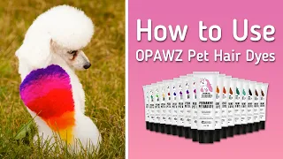 How to Use OPAWZ Pet Hair Dye to Create Rainbow Dog