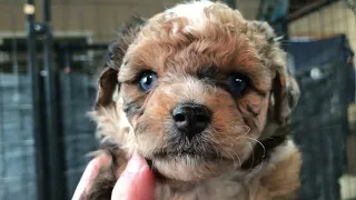 Mini Aussiedoodle puppies!