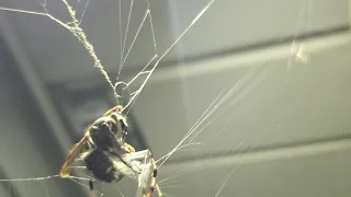 spider beats hornet