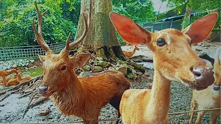 Animals Cute Moments | These cute deer will melt your heart