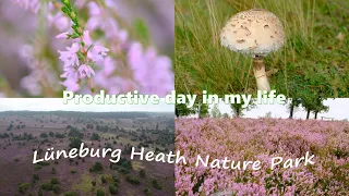 Productive day in my life vlog Europe Germany * Lüneburg Heath Nature Park hiking(heather blossom)