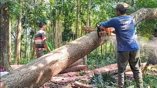 Mahogany wood processing process‼️ Stihl chainsaw & assembly serkel