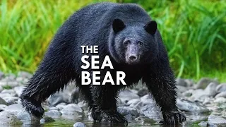 Coastal Black Bear: The Original Sea Bear