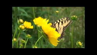 The Canadian Monarch and Butterfly Association Spring, 2021--Tiger Swallowtail Butterfly