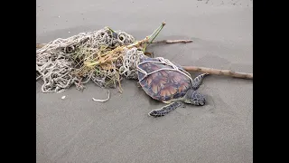 RESCATAN A TORTUGA MARINA EN COATZACOALCOS