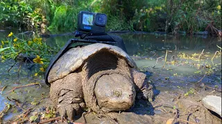 Strapping a GoPro to a MASSIVE Snapping Turtle!