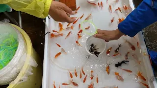 クソでかい超高級金魚を金魚すくいでとった    (祭り、縁日)