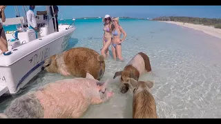 What it's like to see Pig Island in Exuma, Bahamas - Travel Vlog
