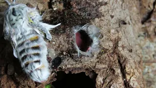 Puss Moth Cerura vinula eclosing and  expanding wings 20 May 2021