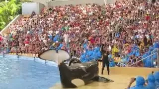 Loro Parque 2016: Orcas show / Лоро Парк 2016: Шоу Косаток