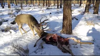 Man Rescues Big Mule Deer Buck Locked to the Antlers of a Dead 5X5