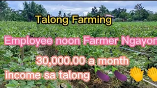 Talong Farming #talongfarming #sustainablelifeintheprovince